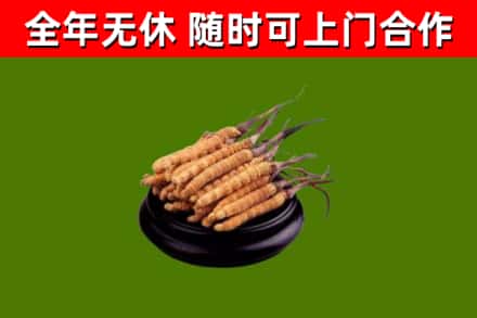 三穗回收冬虫夏草
