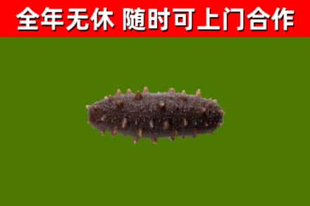 三穗回收海参干